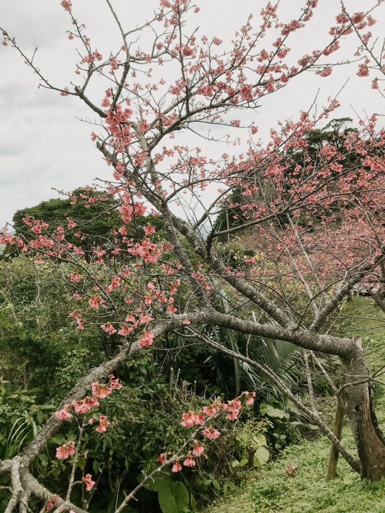 2020 Life Update: Exploring Okinawa 